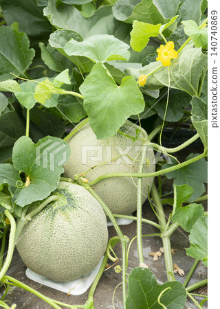 A summer vegetable garden scene showing the growth of melons, with their yellow flowers and fruits developing. 140740869