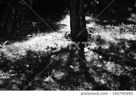 Monochrome nature Monochrome nature 140740990