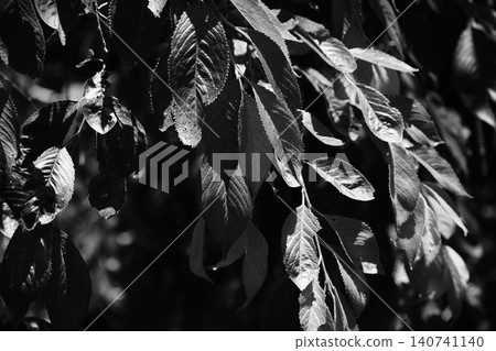 Monochrome Nature Monochrome Nature 140741140