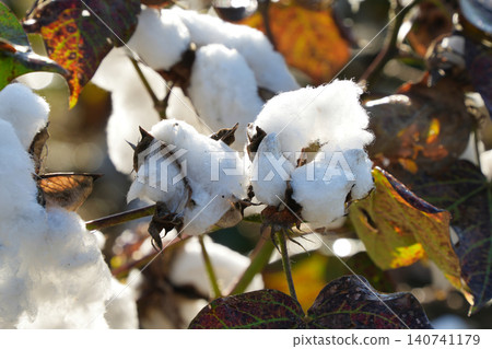 Cotton bolls burst open in autumn Cotton bolls burst open in autumn 140741179