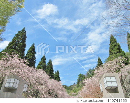The weeping cherry tree-lined path at Miho Museum is in full bloom. The weeping cherry tree-lined path at Miho Museum is in full bloom. 140741363