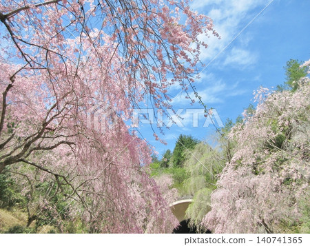 Miho Museum: Weeping cherry trees in full bloom in front of the tunnel. Miho Museum: Weeping cherry trees in full bloom in front of the tunnel. 140741365