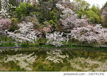Mt. Utatsu in full bloom 140741392