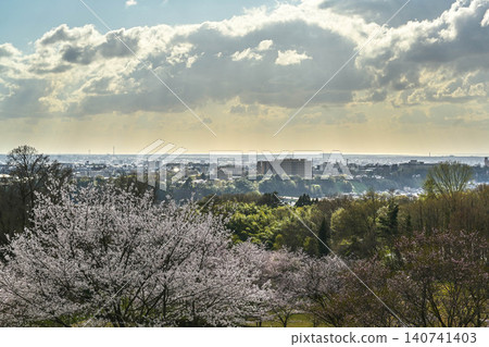 Mt. Utatsu in full bloom 140741403