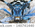 Close-up of the long-horned beetle's face 140741440