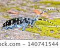 Long-horned spotted longhorn beetle 140741544