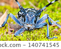 A spotted longhorn beetle approaches me. 140741545