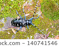 Overhead view of a spotted longhorn beetle. 140741546