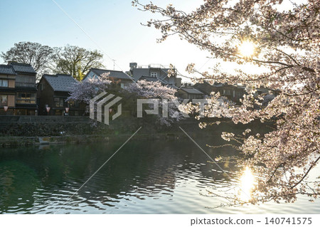 Beautiful cherry blossoms at Kazuemachi Chaya District Beautiful cherry blossoms at Kazuemachi Chaya District 140741575