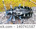 A spotted longhorn beetle spreads its wings slightly to fly. 140741587