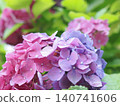 Hydrangea flower wet with rain 140741606