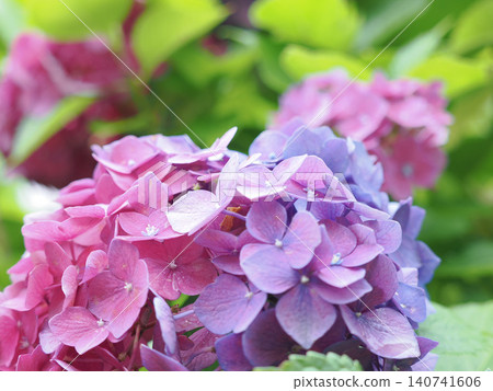 繡球花與雨濕 繡球花與雨濕 140741606