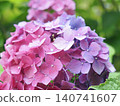 Hydrangeas bloom brightly in June 140741607