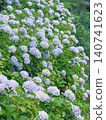 Hydrangeas blooming all over the field 140741623