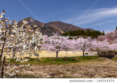 龜谷城公園位於福島縣山郡豬苗代町,是著名的賞櫻勝地,坐落於一座古城遺址之上。公園內環繞著池塘,種植成排的櫻花樹,其中包括染井吉野櫻花品種,並可遠眺磐梯山。 龜谷城公園位於福島縣山郡豬苗代町,是著名的賞櫻勝地,坐落於一座古城遺址之上。公園內環繞著池塘,種植成排的櫻花樹,其中包括染井吉野櫻花品種,並可遠眺磐梯山。 140741974