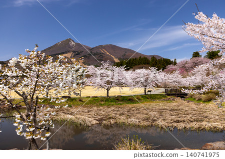 龜谷城公園位於福島縣山郡豬苗代町,是著名的賞櫻勝地,坐落於一座古城遺址之上。公園內環繞著池塘,種植成排的櫻花樹,其中包括染井吉野櫻花品種,並可遠眺磐梯山。 龜谷城公園位於福島縣山郡豬苗代町,是著名的賞櫻勝地,坐落於一座古城遺址之上。公園內環繞著池塘,種植成排的櫻花樹,其中包括染井吉野櫻花品種,並可遠眺磐梯山。 140741975