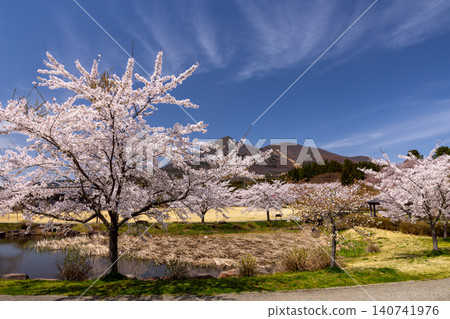 龜谷城公園位於福島縣山郡豬苗代町，是著名的賞櫻勝地，坐落於一座古城遺址之上。公園內環繞著池塘，種植成排的櫻花樹，其中包括染井吉野櫻花品種，並可遠眺磐梯山。 140741976