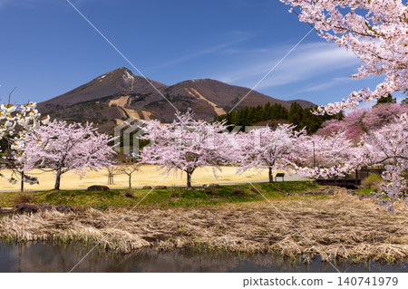 Kamegajo Park, a famous cherry blossom viewing spot in Inawashiro Town, Yama District, Fukushima Prefecture, is located at the site of an old castle. The park features rows of cherry trees, including Somei Yoshino varieties, surrounding a pond, and offers views of Mount Bandai. 140741979