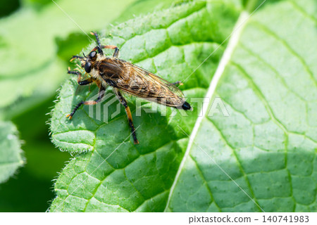 A female robber fly sucks the bodily fluids of her prey on a sun-drenched leaf. A female robber fly sucks the bodily fluids of her prey on a sun-drenched leaf. 140741983