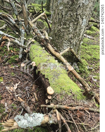 Wild Armillaria mushrooms growing in clusters on moss-covered fallen trees on Mt. Fuji. Wild Armillaria mushrooms growing in clusters on moss-covered fallen trees on Mt. Fuji. 140742065