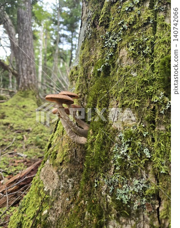 Wild Armillaria mushrooms growing in clusters on the trunks of trees on Mt. Fuji. Wild Armillaria mushrooms growing in clusters on the trunks of trees on Mt. Fuji. 140742066