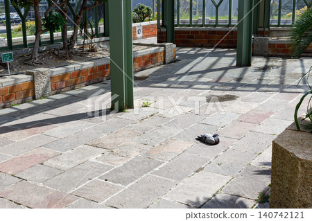 Peaceful pigeons relaxing around Maiko Station 140742121
