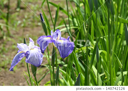 Imperial Court Play and Irises 140742126