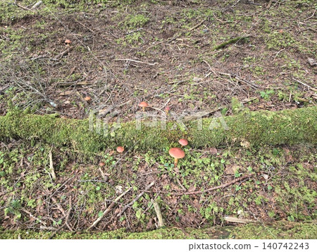 Wild Suillus luteus (a type of mushroom) growing in large clusters on the forest floor of Mt. Fuji. Wild Suillus luteus (a type of mushroom) growing in large clusters on the forest floor of Mt. Fuji. 140742243