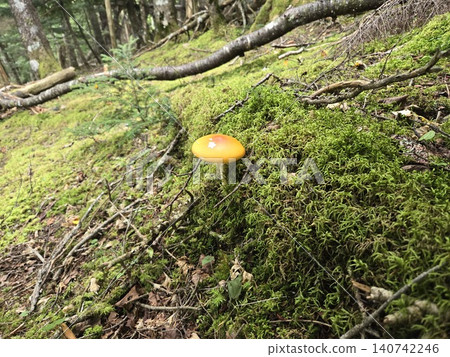美麗的毒蠅傘（Amanita muscaria）是一種有毒的蘑菇，野生於富士山長滿苔蘚的山坡上。 140742246