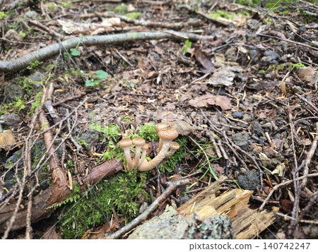 Young, wild Armillaria mushrooms growing on the forest floor of Mt. Fuji. 140742247