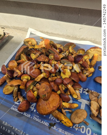 一大堆從富士山採摘的野生黃乳菇(食用菌)。 一大堆從富士山採摘的野生黃乳菇(食用菌)。 140742249