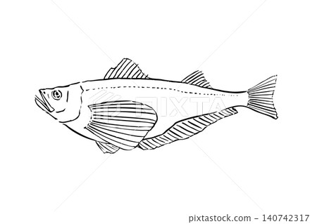 Line drawing illustration of a sandfish 140742317