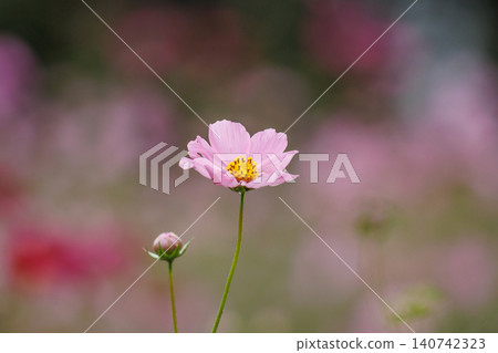 Blooming pink cosmos 140742323