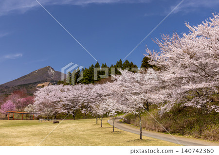 Kamegajo Park, a famous cherry blossom viewing spot in Inawashiro-machi, Yama-gun, Fukushima Prefecture, features cherry blossoms such as Somei Yoshino and Beni Shidare, and offers views of Mount Bandai. Kamegajo Park, a famous cherry blossom viewing spot in Inawashiro-machi, Yama-gun, Fukushima Prefecture, features cherry blossoms such as Somei Yoshino and Beni Shidare, and offers views of Mount Bandai. 140742360