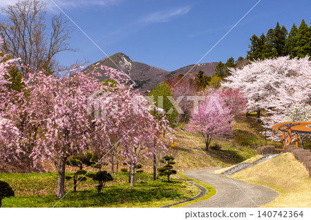 龜谷城公園位於福島縣山郡豬苗代町,是著名的賞櫻勝地,園內種植著染井吉野櫻、紅枝垂櫻等品種,並可遠眺磐梯山。 龜谷城公園位於福島縣山郡豬苗代町,是著名的賞櫻勝地,園內種植著染井吉野櫻、紅枝垂櫻等品種,並可遠眺磐梯山。 140742364