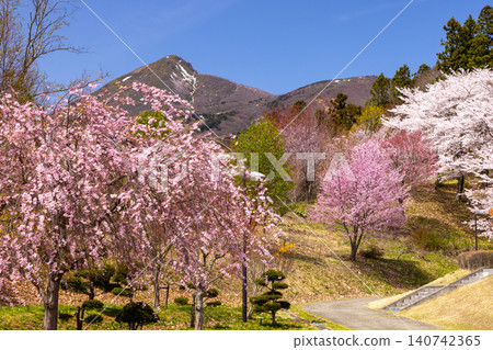 Kamegajo Park, a famous cherry blossom viewing spot in Inawashiro-machi, Yama-gun, Fukushima Prefecture, features cherry blossoms such as Somei Yoshino and Beni Shidare, and offers views of Mount Bandai. 140742365