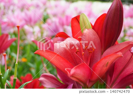 Red lilies blooming in the lily garden - Almandelle 140742470