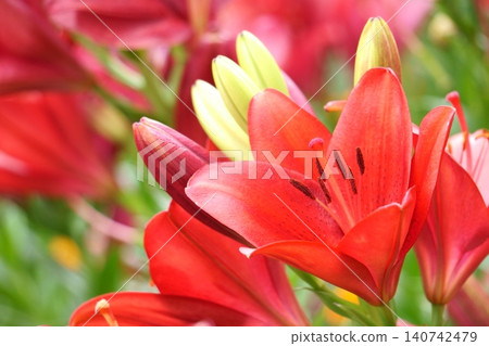 百合花園裡的紅百合:阿爾曼德爾 16 百合花園裡的紅百合:阿爾曼德爾 16 140742479