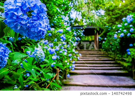 開花在方法的藍色八仙花屬 開花在方法的藍色八仙花屬 140742498