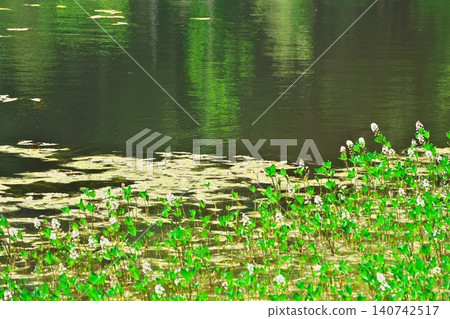 The fresh green of Norikura Plateau: A cluster of bogbeans blooming in the water mirror-like surface of Ushidome Pond, as seen from the observation deck. 140742517