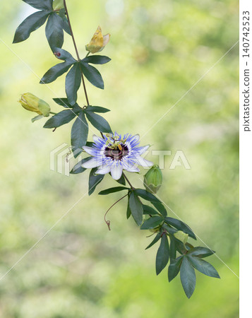 西番蓮的花、花蕾和葉子 西番蓮的花、花蕾和葉子 140742523