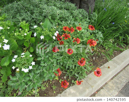 White and blue lacecap hydrangeas and red flowering daisies in the Kojima Flower Society's flower garden. White and blue lacecap hydrangeas and red flowering daisies in the Kojima Flower Society's flower garden. 140742595