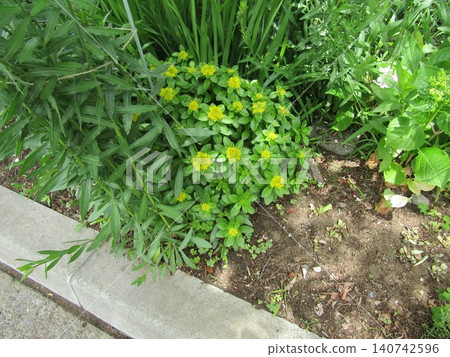 Yellow flowers of Melampozinium Yellow flowers of Melampozinium 140742596