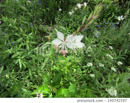 White flowers of Gaura (Primula japonica) White flowers of Gaura (Primula japonica) 140742597