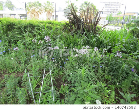 袋狀淺紫色花是釣竿 袋狀淺紫色花是釣竿 140742598