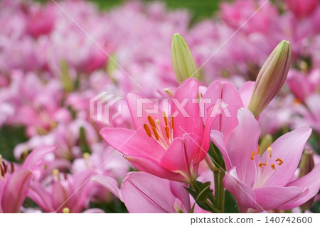 Two pink lilies blooming in the lily garden. 140742600