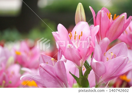 Five pink lilies blooming in the lily garden. 140742602