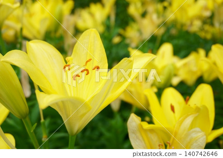 Yellow lilies blooming in the lily garden - Nasherville Yellow lilies blooming in the lily garden - Nasherville 140742646