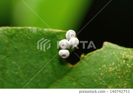 Close-up of a bamboo leaf moth egg - ten days after material #140474 Close-up of a bamboo leaf moth egg - ten days after material #140474 140742751