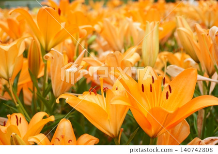 Orange lilies in the lily garden - Elemo 2 140742808
